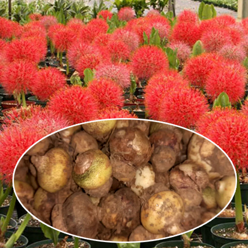 Football Lily Bulb