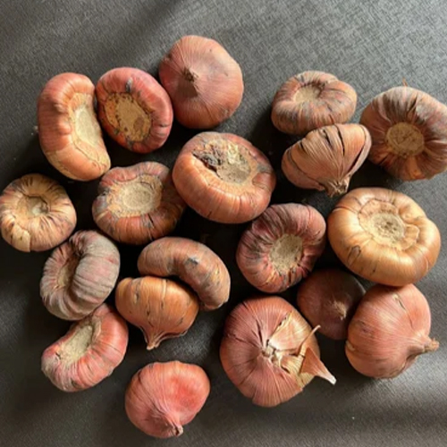 Flower Seed Suppliers & Dealers Delhi