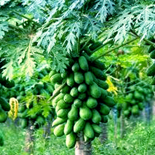 Red Lady Papaya Plants