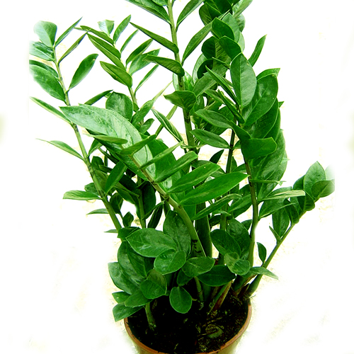 Zamioculcas plant