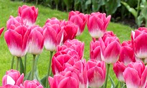 Floriculture Plants Suppliers Delhi