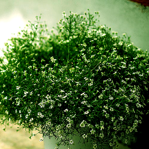 gypsophila plant