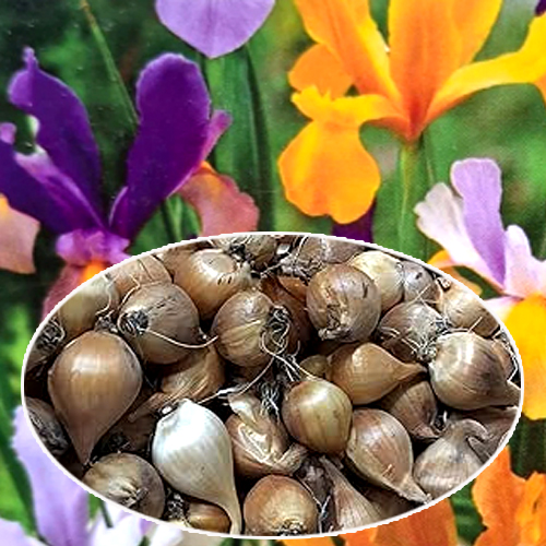 Iris Flower Bulb