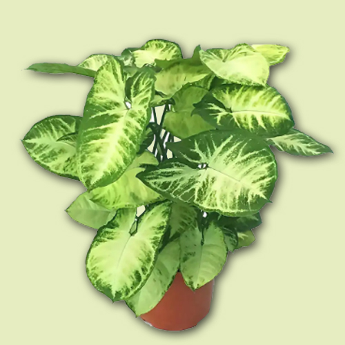 Syngonium Plant